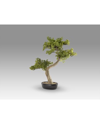 BANKAN II - BONSAI 49CM